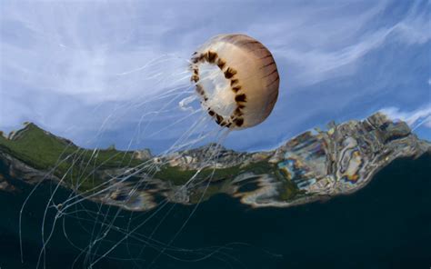 Jellyfish Movement A Model Of Efficiency British Sub Aqua Club