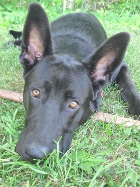 Black German Shepherd Lab Mix Puppy Says Please Play Fetch My What Big