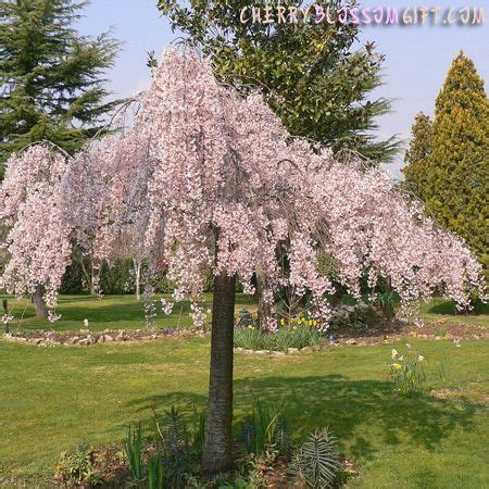 The clusters of flowers that appear in the spring are rather breathtaking and have. Types of Weeping Trees | Live Weeping Japanese Cherry Tree ...