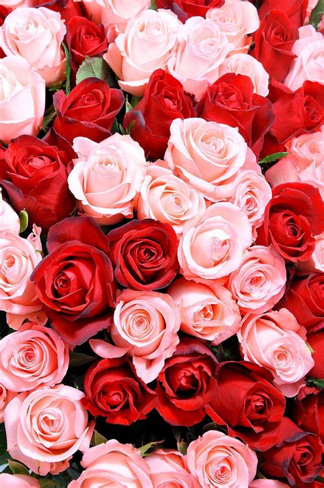 Red And Pink Roses Wallpapers Pics Wallpaper Cave