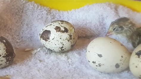 Quail Eggs Hatching Youtube