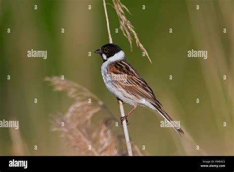 Common Reed Bunting Emberiza Schoeniclus Male Perched On Reed Stem In