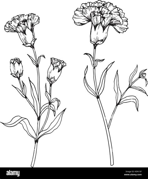 Carnation Vector Black And White Stock Photos And Images Alamy