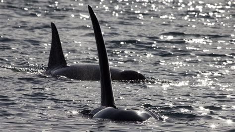 East Pacific Ocean Orca Ecotypes Whale And Dolphin Conservation Usa