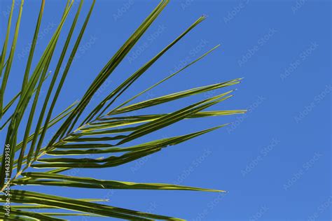 Palm Leaf Closeup On Blue Sky Background Green Palm Leaf On Clean Sky