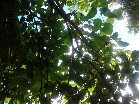 Maybe you would like to learn more about one of these? Joe Thacker's Forest and Rail Blog: Tree Identification 5 ...