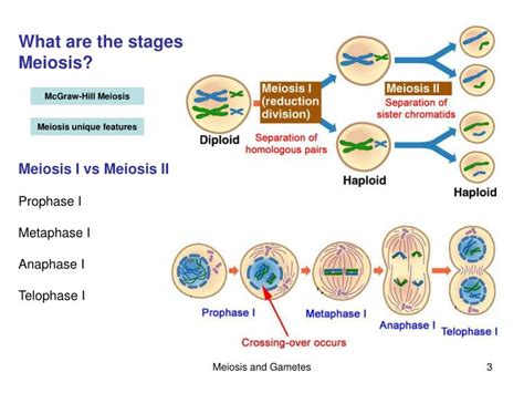 Ppt Chapter Sexual Reproduction And Meiosis 9288 Hot Sex Picture