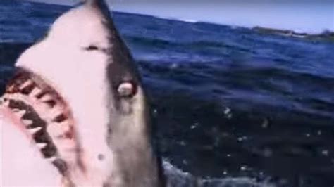 great white shark attack bites