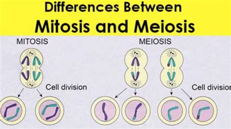 See more of mitosis pmat on facebook. Difference between mitosis and meiosis - Online Biology Notes
