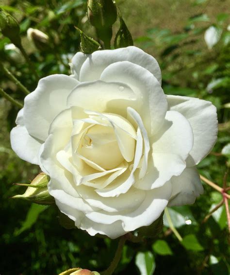Rose blanche by Dody | Rose, Ground cover, White flowers