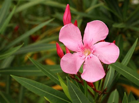 Pink Oleander Photograph By Judy Vincent Fine Art America