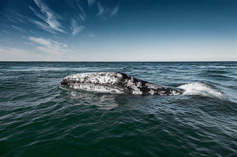 Baja california sur is one of the best world destinations to see whales. Grey Whale Surfaces In Baja California On Mexicos Pacific ...