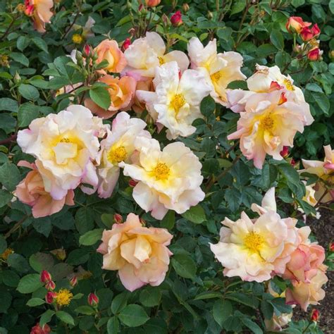 Fighting Temeraire® David Austin Roses Shrub Roses English Roses