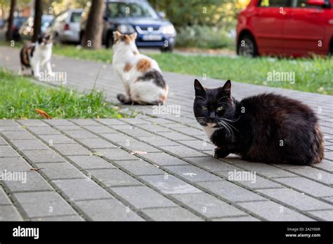 Three Street Cats Stock Photo Alamy