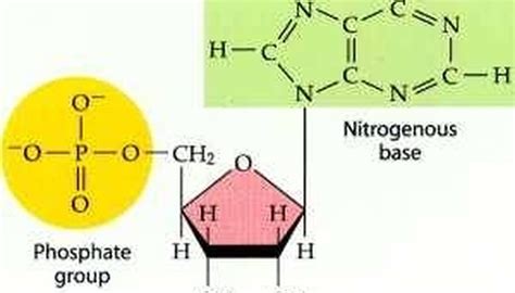 What is the Subunit of DNA Called? | Sciencing