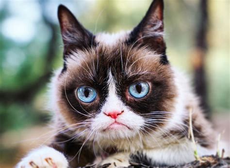 Feline Superstar Grumpy Cat Passes Away Aged 7 Vegan Food And Living