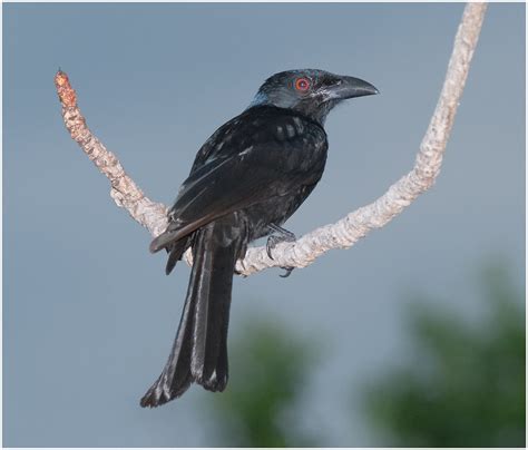 Spangled Drongo Dicrurus Bracteatus 30 Centimetres C Flickr