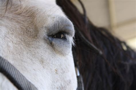 Horse With A Swollen Face Backyard Horsekeeping