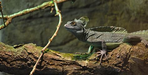 Gambar Alam Margasatwa Kebun Binatang Iguana Fauna Kadal