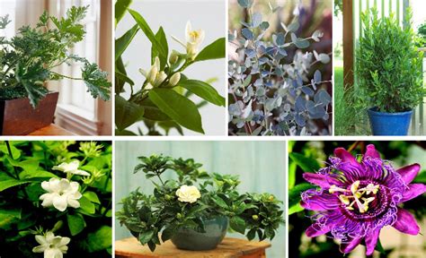 Fragrant Flowers And Plants For Heavenly Scented Home