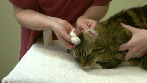 How To Apply Ear Drops And Clean Your Cats Ears Youtube