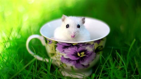Screens in the night screensaver collection 1.0. Cute White Rat Baby in Cup | HD Wallpapers
