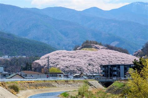 Five Famous Spots For Japanese Cherry Blossoms In Nagano Prefecture