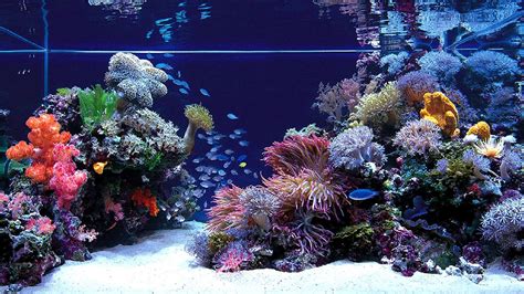Aquarium Wallpaper Full Hd Reef Aquascaping Saltwater Aquarium