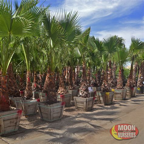 Mexican Fan Palm Tree For Sale Donetta Layman