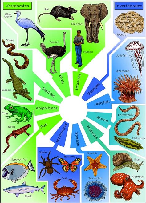 Difference between vertebrates and invertebrates | Difference Between