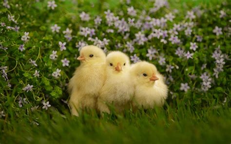 Three Cute Chicks