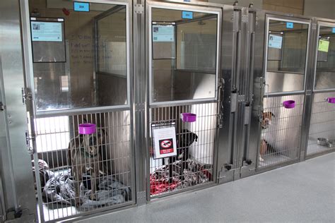 Orange County Animal Shelters Closed By Coronavirus But Still Make