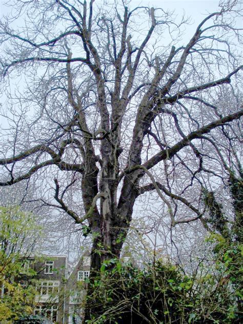 Frank's mother was edith frank. Anne Frank tree - Wikipedia