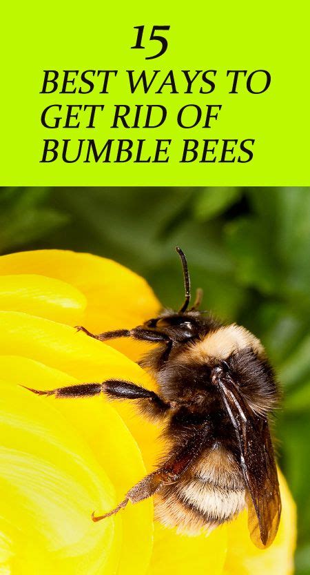 To tell the difference, look at the abdomen it is not enough to only get rid of the existing carpenter bees because the larvae will eventually hatch and you will have an infestation once again. How to get rid of bumble bees around the house ...