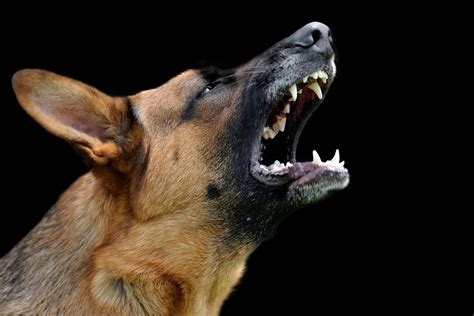 Aggressive At Night In Dogs Definition Cause Solution