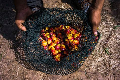 Sime darby oils liverpool is the uk's leading sustainable palm oil producers since 2010. Malaysia's Sime Darby to sell Liberian plantation to local ...