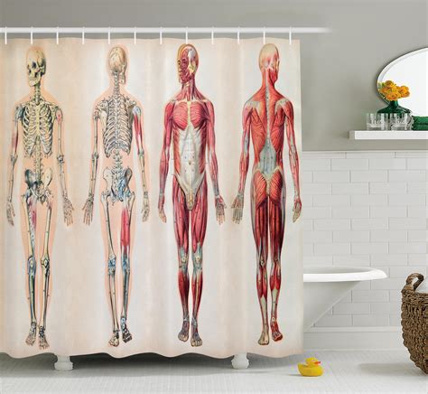Male back muscle chart buy this stock illustration and explore. Muscle Chart Back - Ambesonne Human Anatomy Vintage Chart Of Body Front Back Skeleton And Muscle ...