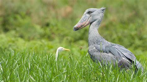 Group Birding Tours In Uganda Where To Go For Birdwatching In Uganda