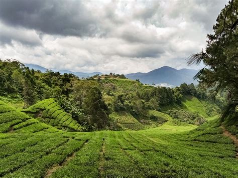 Maybe you would like to learn more about one of these? Cameron Highlands Photo Sesh | Wandering & Capturing | Wemooch