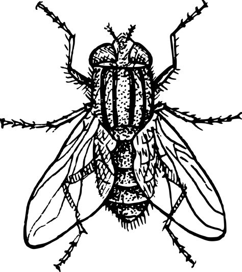 The body colour is the blue eyes lacewing is an orange lacewing with large dark blue eyes. Fly clipart insect wing, Fly insect wing Transparent FREE ...