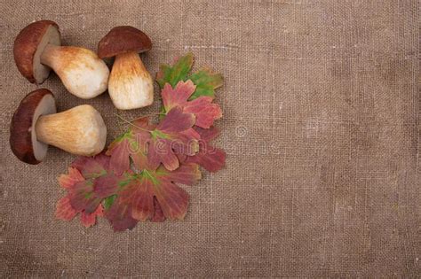 The Royal Mushroom With Autumn Leaves On Burlap Stock Image Image Of