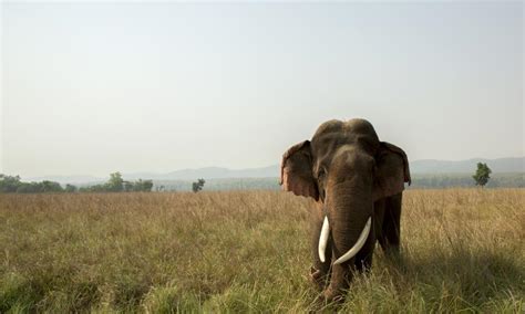 Asian Elephants Intelligent Sociable But Endangered Wwf