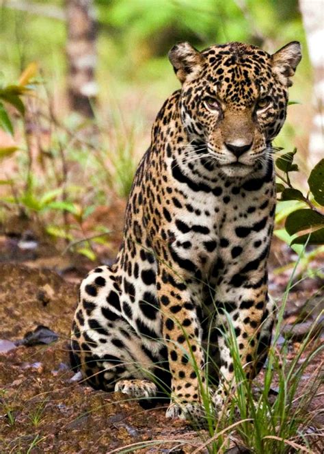 De Jaguar In Suriname We Can Do Better To Save The Jaguars Guyana