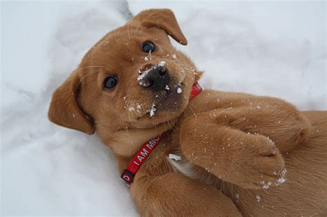 50 Animals Playing In Snow For The First Time Designbump