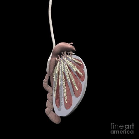 Dissected Testicle Showing Tubules Photograph By Medical Images