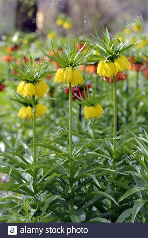 Imperial Crown Fritillaria Imperialis Stock Photo Alamy
