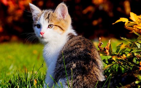 Cat Hd Wallpapers High Quality Background Free Cat Wallpapers ~ The