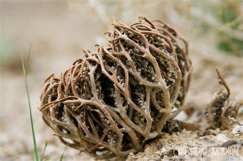 Place your rose of jericho on top with its roots touching the water. Comment utiliser la rose de jericho (chajarat mariam ...