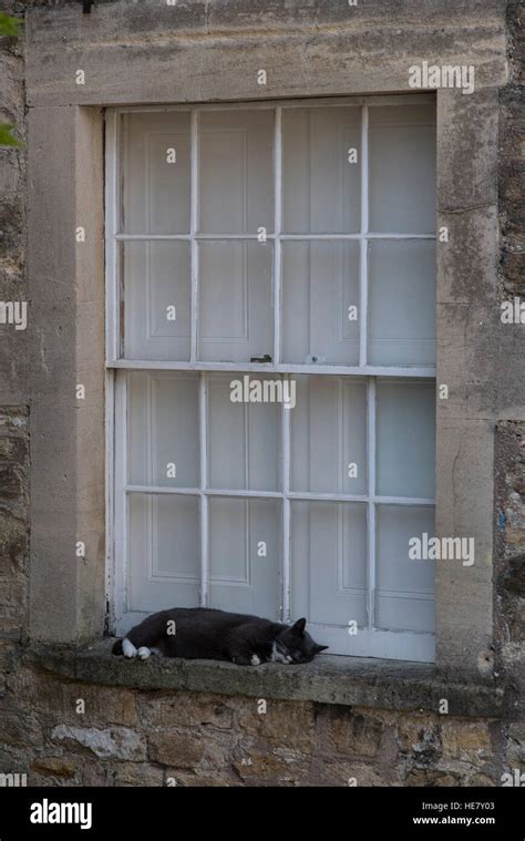 Cat Sleeping On Window Ledge Stock Photo Alamy