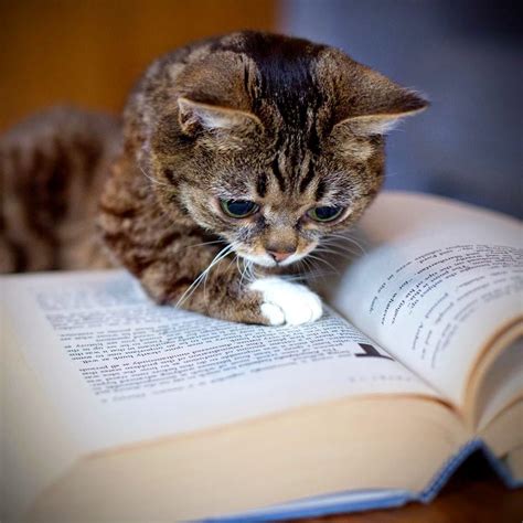 September 8 2014 Cats Crazy Cats Cat Reading